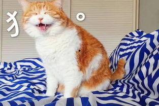 娱乐吃瓜酱营业的猫,揭秘吃瓜酱营业的猫界风云  第2张