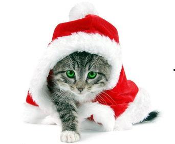 娱乐吃瓜酱营业的猫,揭秘吃瓜酱营业的猫界风云  第3张